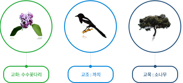 초림초등학교 : 나무이야기