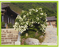 불두화 열매
